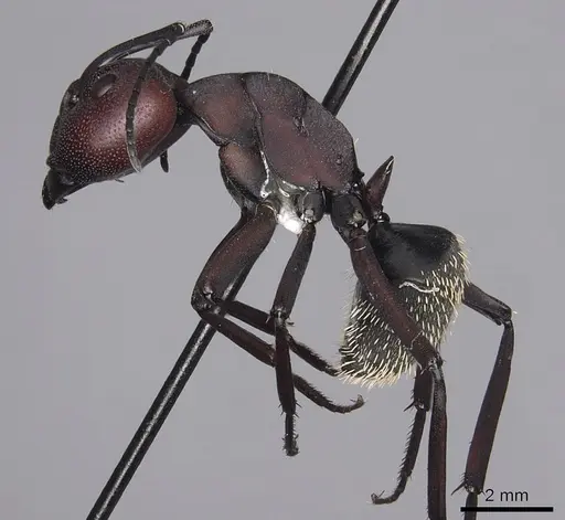 Camponotus brevisetosus specimen CASENT0280304 image casent0280304_3