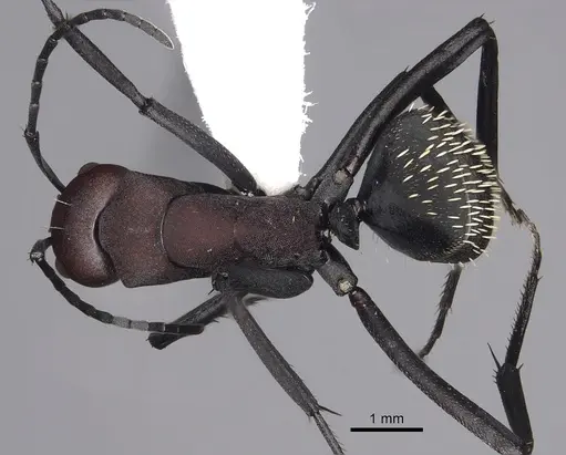 Camponotus brevisetosus specimen CASENT0280305 image casent0280305_1