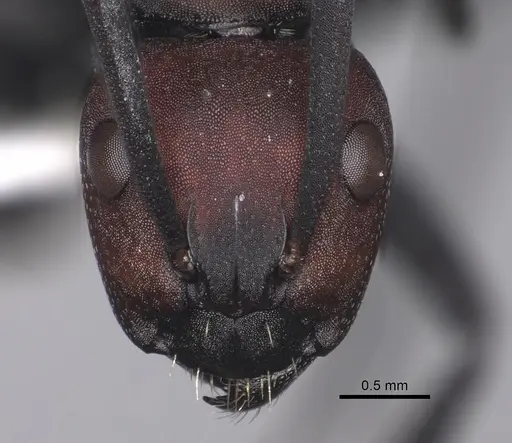Camponotus brevisetosus specimen CASENT0280305 image casent0280305_2
