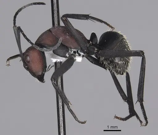 Camponotus brevisetosus specimen CASENT0280305 image casent0280305_3