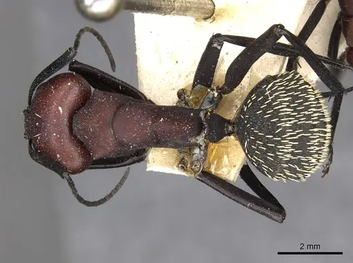 Camponotus brevisetosus specimen CASENT0910450 image casent0910450_1