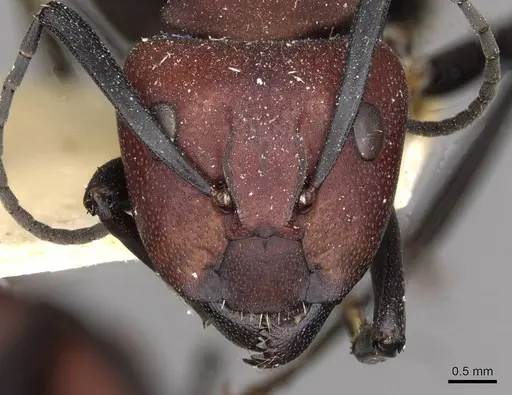 Camponotus brevisetosus specimen CASENT0910450 image casent0910450_2
