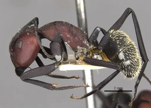 Camponotus brevisetosus specimen CASENT0910450 image casent0910450_3