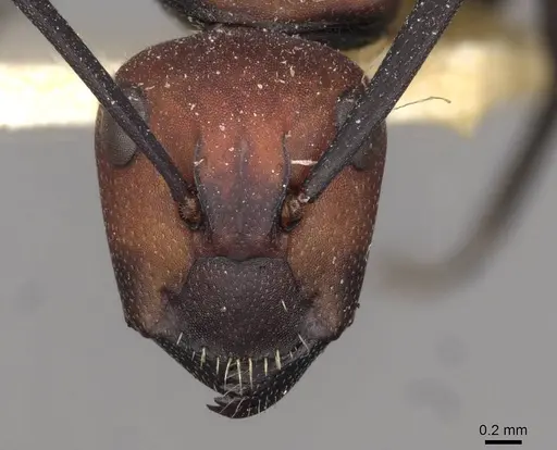 Camponotus brevisetosus specimen CASENT0910451 image casent0910451_2
