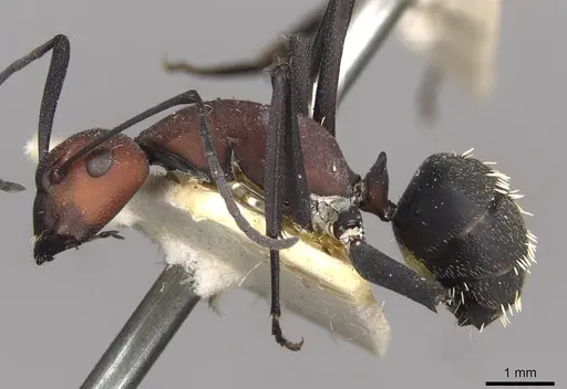 Camponotus brevisetosus specimen CASENT0910451 image casent0910451_3