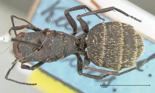 Camponotus brevisetosus specimen FOCOL2465 image focol2465_1