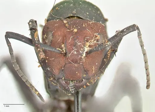 Camponotus brevisetosus specimen FOCOL2465 image focol2465_2