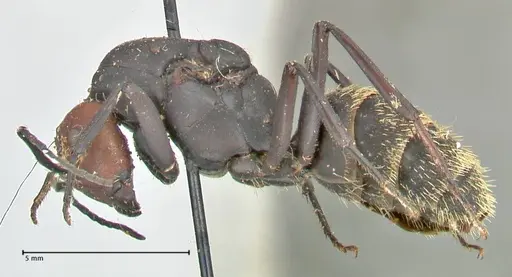 Camponotus brevisetosus specimen FOCOL2465 image focol2465_3