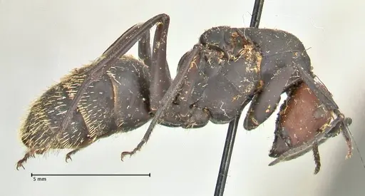 Camponotus brevisetosus specimen FOCOL2465 image focol2465_4