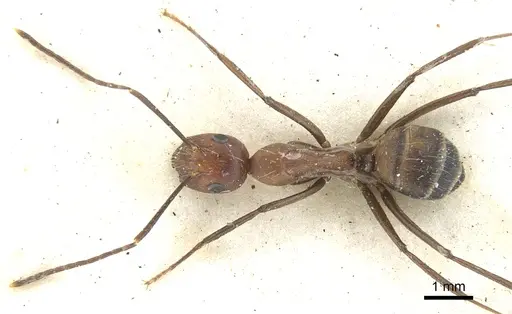 Camponotus britteni specimen CASENT0903600 image casent0903600_2