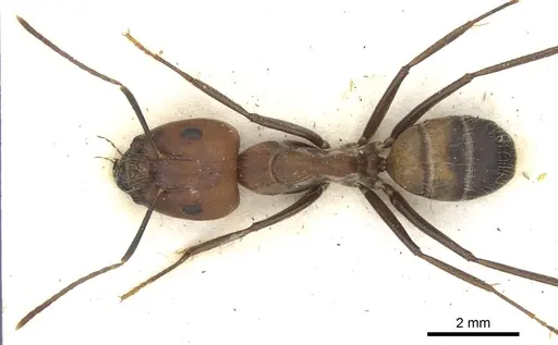 Camponotus britteni specimen CASENT0903601 image casent0903601_1