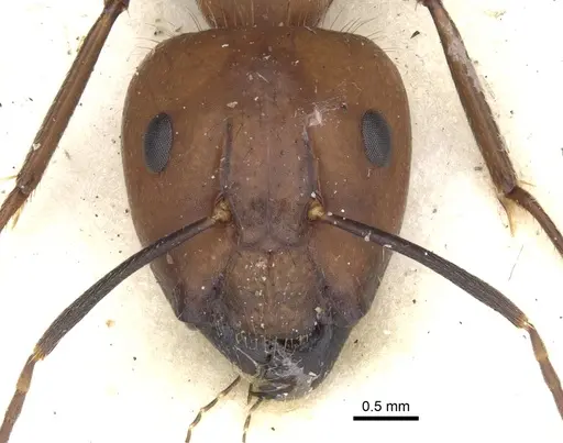 Camponotus britteni specimen CASENT0903601 image casent0903601_2
