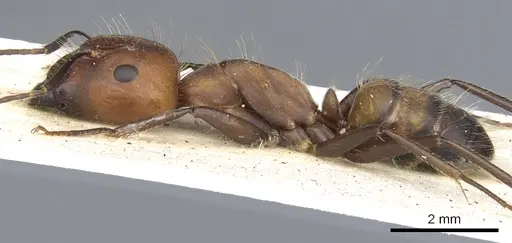 Camponotus britteni specimen CASENT0903601 image casent0903601_3