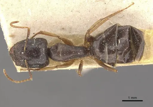 Camponotus brookei specimen CASENT0910549 image casent0910549_1