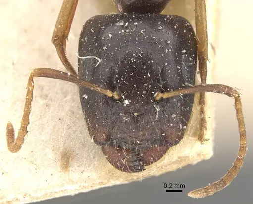 Camponotus brookei specimen CASENT0910549 image casent0910549_2