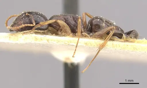 Camponotus brookei specimen CASENT0910549 image casent0910549_3