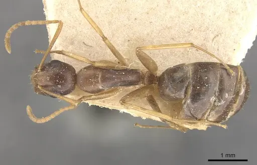 Camponotus brookei specimen CASENT0910550 image casent0910550_1