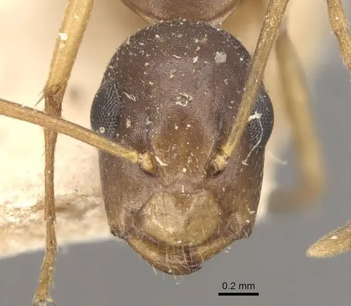 Camponotus brookei specimen CASENT0910550 image casent0910550_2