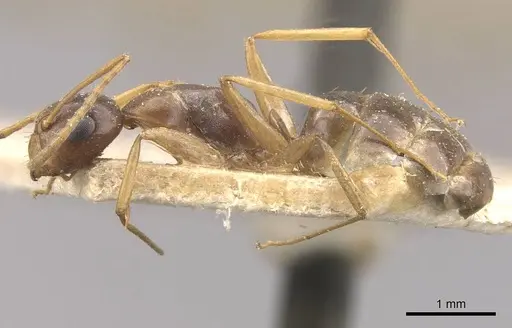 Camponotus brookei specimen CASENT0910550 image casent0910550_3