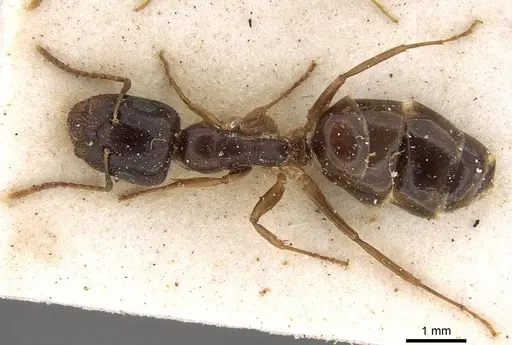 Camponotus brookei specimen CASENT0914006 image casent0914006_1
