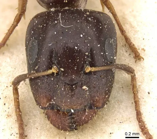 Camponotus brookei specimen CASENT0914006 image casent0914006_2