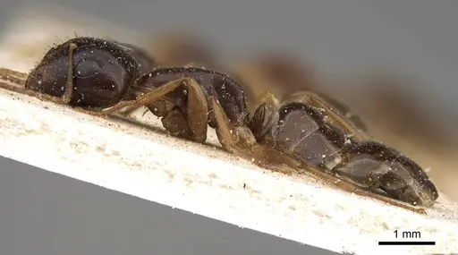 Camponotus brookei specimen CASENT0914006 image casent0914006_3