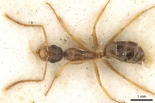 Camponotus brookei specimen CASENT0914007 image casent0914007_1