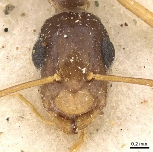 Camponotus brookei specimen CASENT0914007 image casent0914007_2