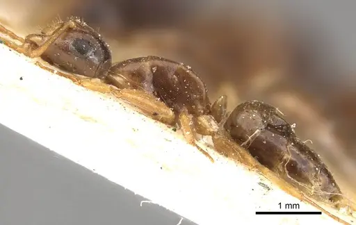 Camponotus brookei specimen CASENT0914007 image casent0914007_3