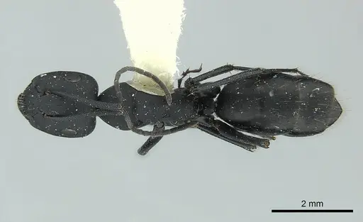 Camponotus bruchi specimen CASENT0217615 image casent0217615_1