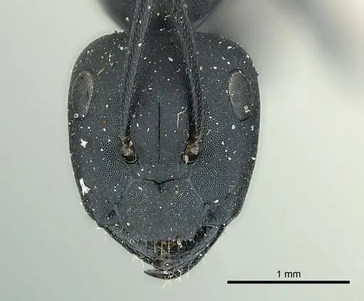 Camponotus bruchi specimen CASENT0217615 image casent0217615_2