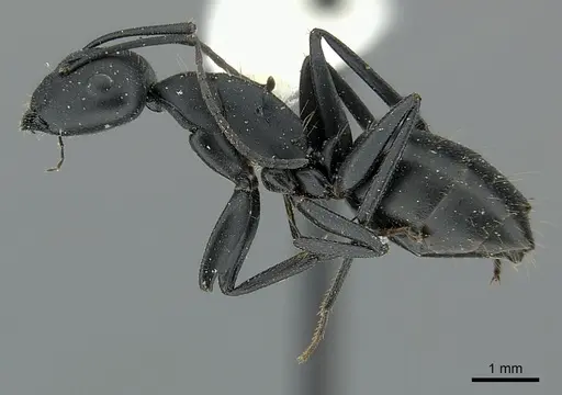 Camponotus bruchi specimen CASENT0217615 image casent0217615_3