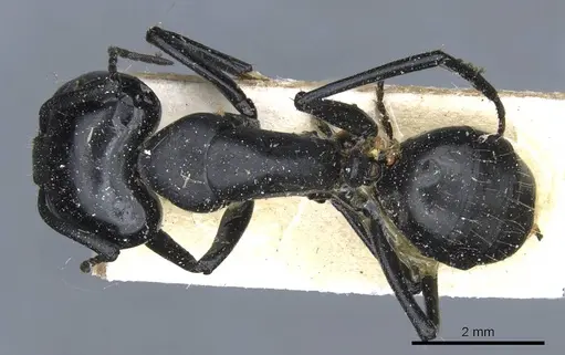 Camponotus bruchi specimen CASENT0905206 image casent0905206_1