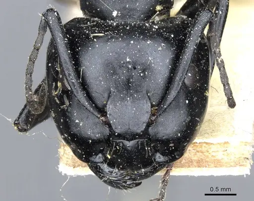 Camponotus bruchi specimen CASENT0905206 image casent0905206_2