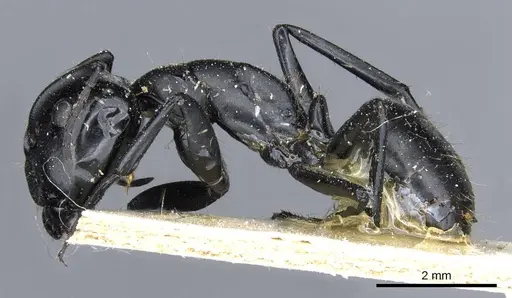 Camponotus bruchi specimen CASENT0905206 image casent0905206_3