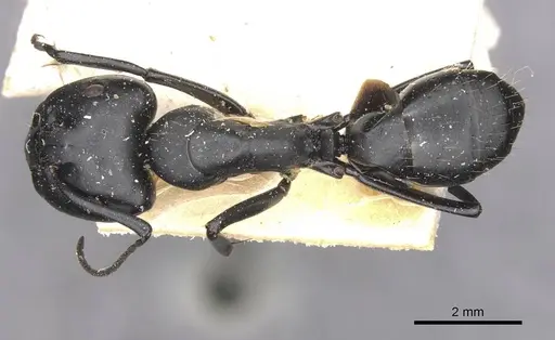 Camponotus bruchi specimen CASENT0909964 image casent0909964_1