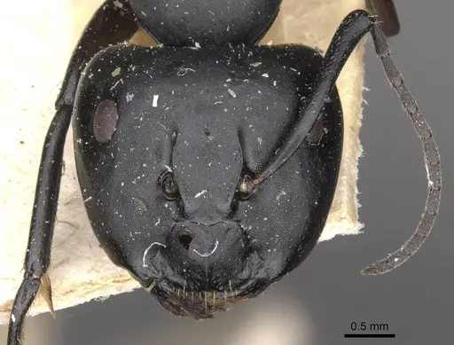 Camponotus bruchi specimen CASENT0909964 image casent0909964_2