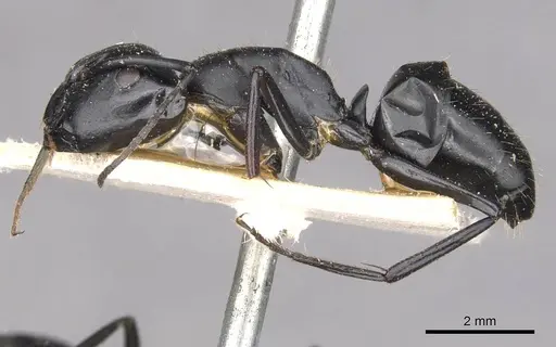 Camponotus bruchi specimen CASENT0909964 image casent0909964_3