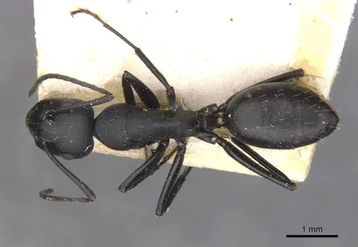 Camponotus bruchi specimen CASENT0909965 image casent0909965_1