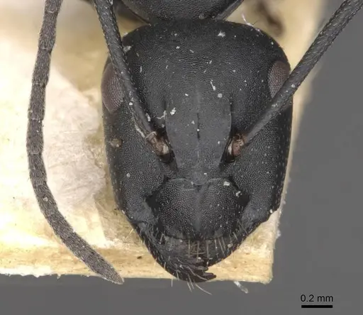Camponotus bruchi specimen CASENT0909965 image casent0909965_2
