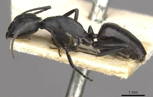 Camponotus bruchi specimen CASENT0909965 image casent0909965_3