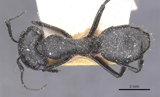 Camponotus bruchi specimen CASENT0911921 image casent0911921_1
