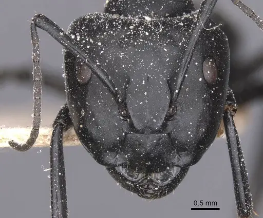 Camponotus bruchi specimen CASENT0911921 image casent0911921_2