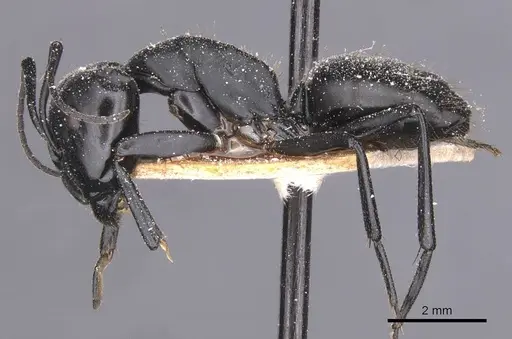 Camponotus bruchi specimen CASENT0911921 image casent0911921_3