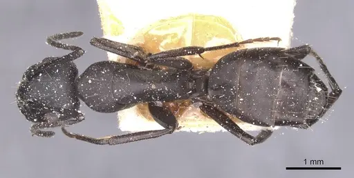 Camponotus bruchi specimen CASENT0911922 image casent0911922_1