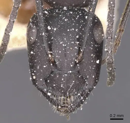 Camponotus bruchi specimen CASENT0911922 image casent0911922_2