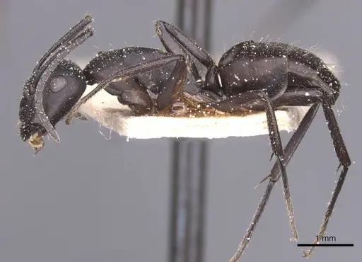 Camponotus bruchi specimen CASENT0911922 image casent0911922_3