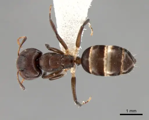 Camponotus bruneiensis specimen CASENT0882003 image casent0882003_1