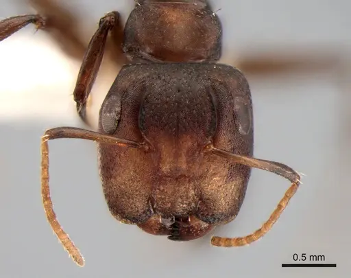 Camponotus bruneiensis specimen CASENT0882003 image casent0882003_2
