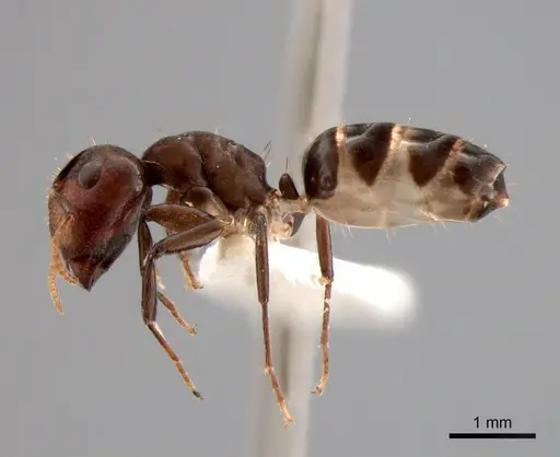 Camponotus bruneiensis specimen CASENT0882003 image casent0882003_3